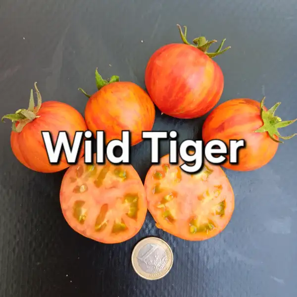 Tomaten: Wild tiger