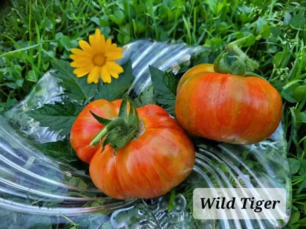 Tomaten: Wild tiger