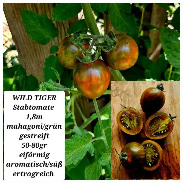 Tomaten: Wild tiger