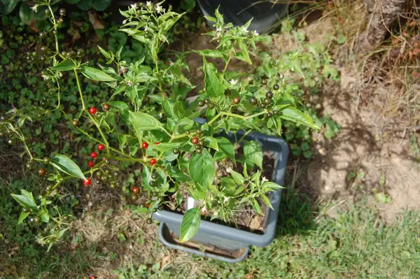 Chili / Paprika: Wildchili Capsicum eximium