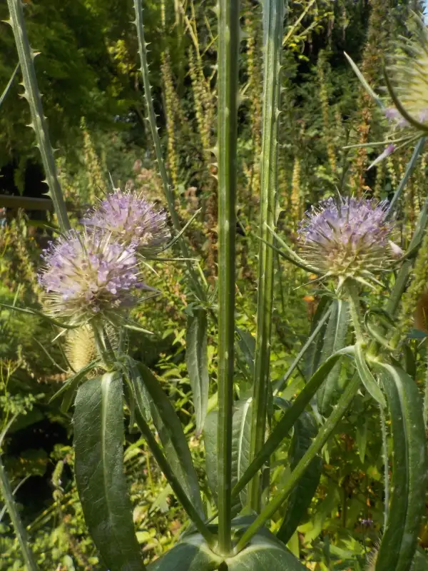 Stauden / Gehölz: Wilde Karde- Heilpflanze und sehr Insektenfreundlich