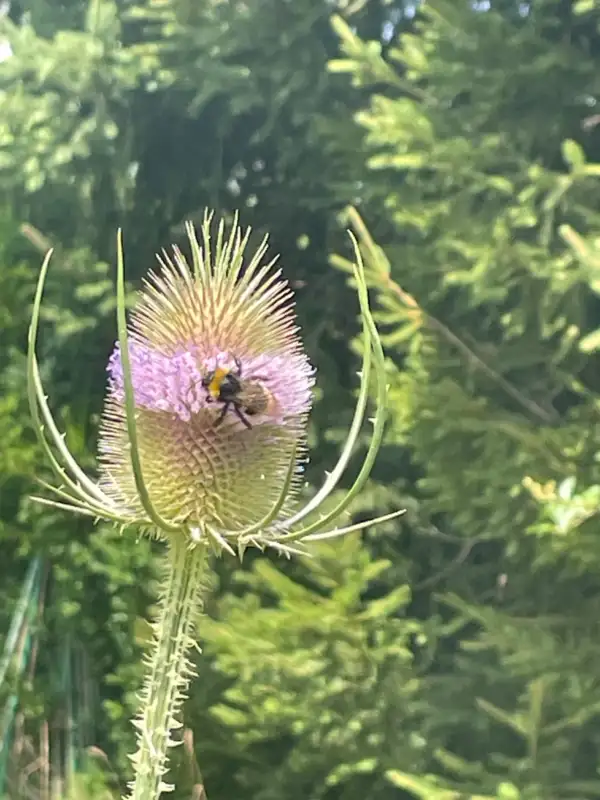 Blumen: Wilde Karde