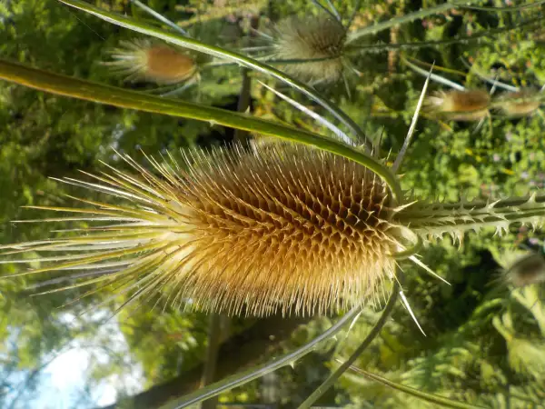 Blumen: Wilde Karde lila, Heilpflanze und gute Bienenpflanze