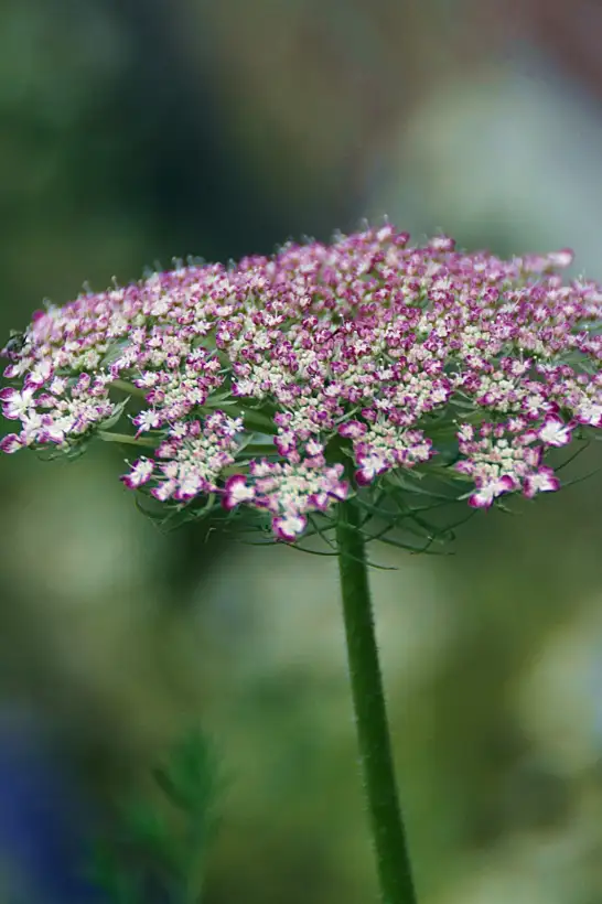 Blumen: Wilde Möhre