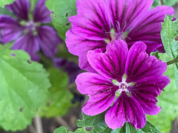 Blumen: Wilde Malve