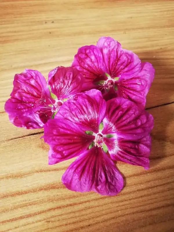 Blumen: Wilde Malve dunkel