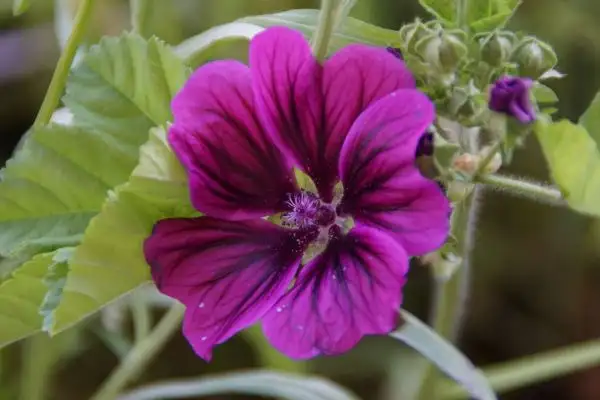 Blumen: Wilde Malve (Malva sylvestris)