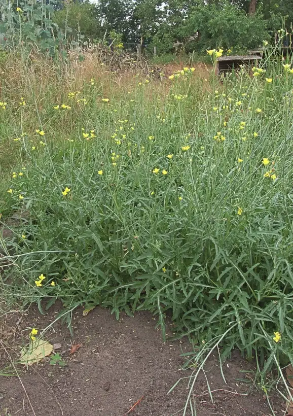 Kräuter: Wilde Rauke = Diplotaxis tenuifolia = Rucola selvatica