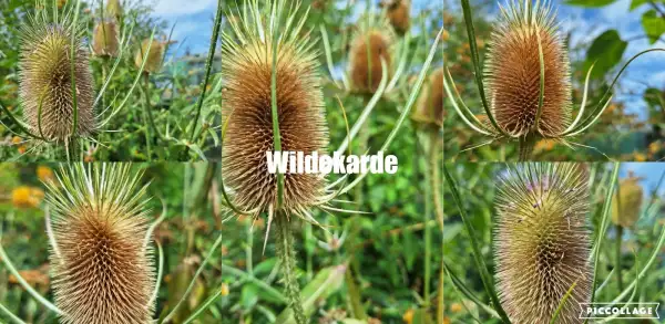 Blumen: Wildekarde - Schön für Trockensträuße Deko