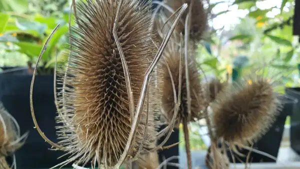 Blumen: Wildekarde - Schön für Trockensträuße Deko