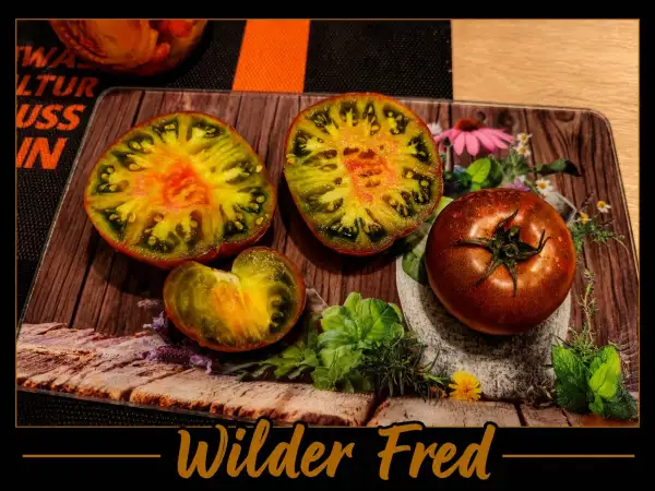 Tomaten: Wilder Fred