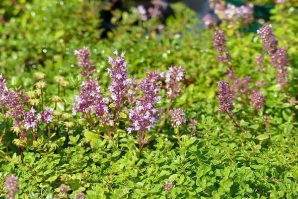 Kräuter: Wilder Thymian (Quendel)