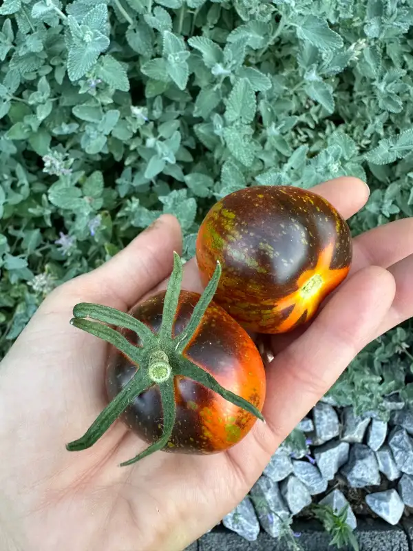 Tomaten: Wilder Tiger