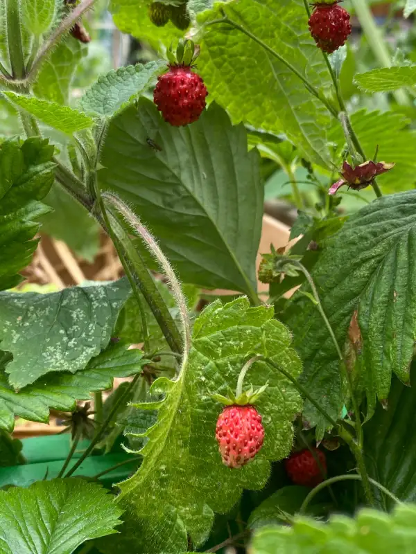 Beeren: Wilderdbeeren