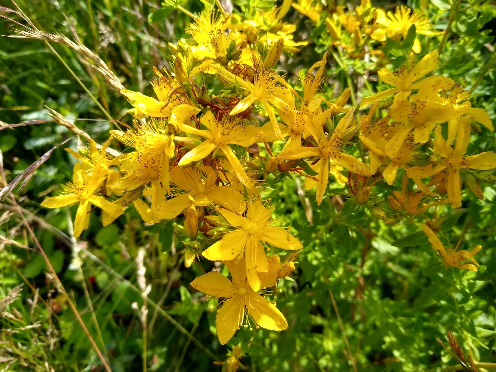 Blumen: Wildes Johanniskraut