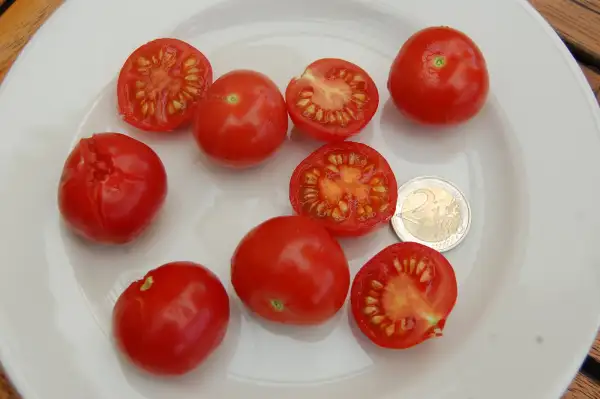 Tomaten: Wildtomate