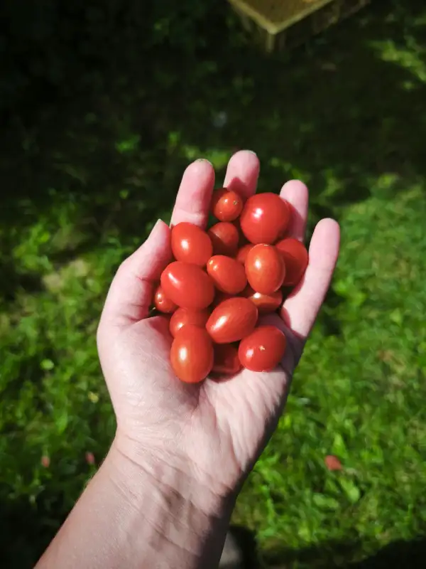 Tomaten: Wildtomate