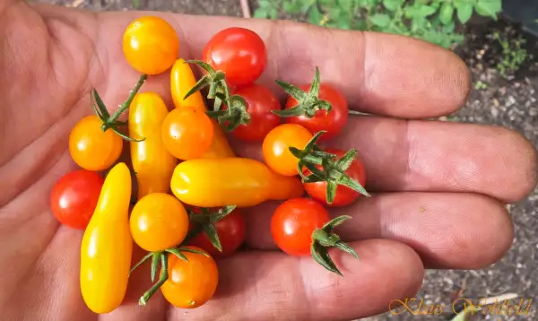 Tomaten: Wildtomate Gelbes Würmchen