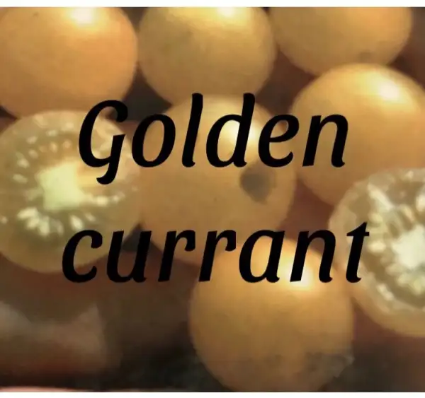 Tomaten: Wildtomate golden currant