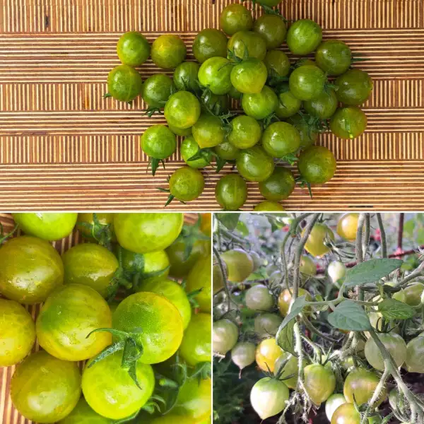 Tomaten: Wildtomate Grüne Beere MF