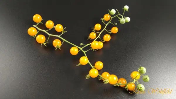 Tomaten: Wildtomate Peru Gelb