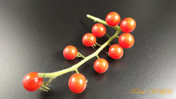 Tomaten: Wildtomate Peru Rot