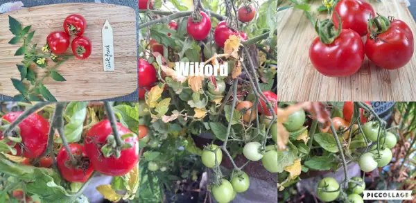 Tomaten: Wilford - Zwergtomate