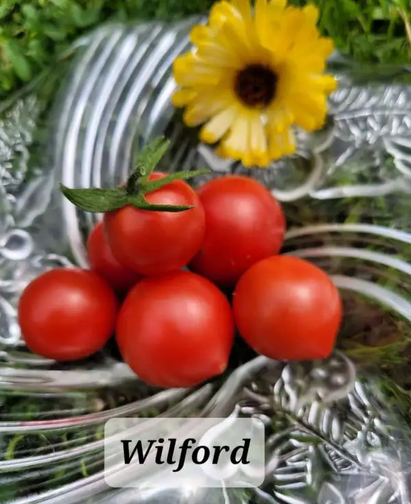 Tomaten: Wilford