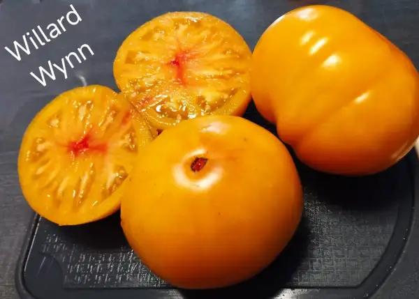 Tomaten: Willard Wynn