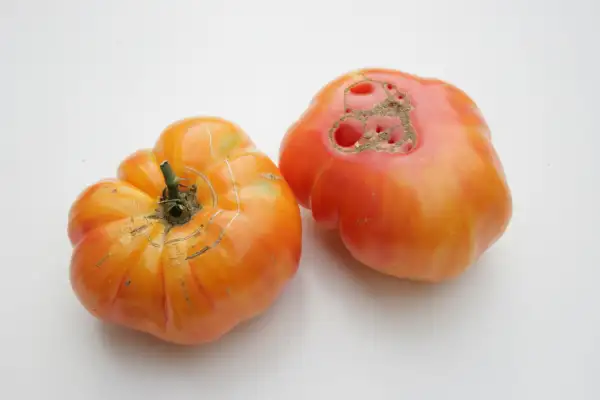 Tomaten: William Striped