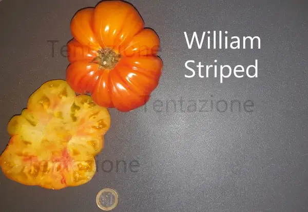 Tomaten: William Striped