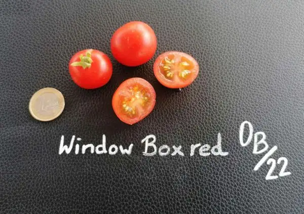 Tomaten: Window box red