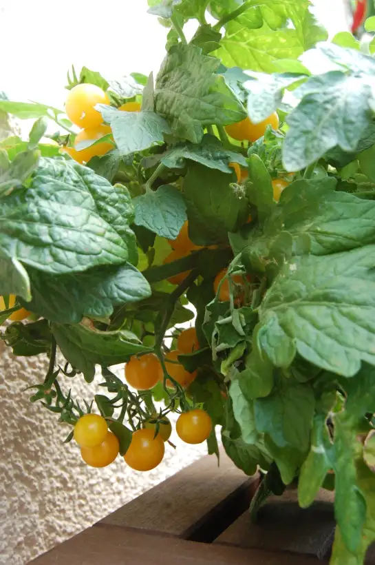 Tomaten: Window Box Yellow