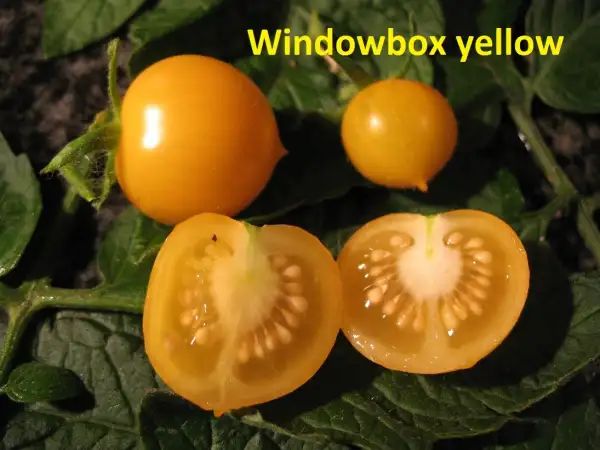 Tomaten: Window Box Yellow