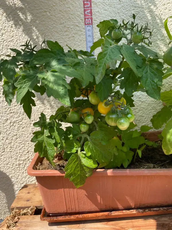 Tomaten: Window Box Yellow