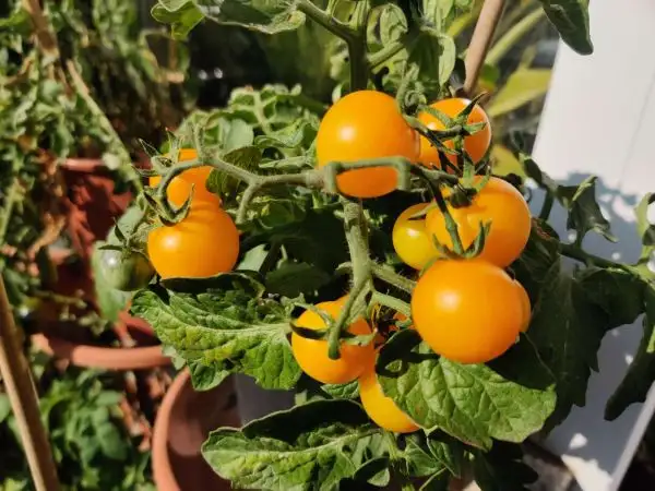 Tomaten: Window Box Yellow