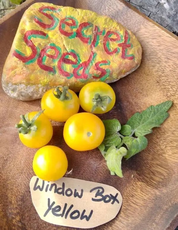 Tomaten: Window Box Yellow