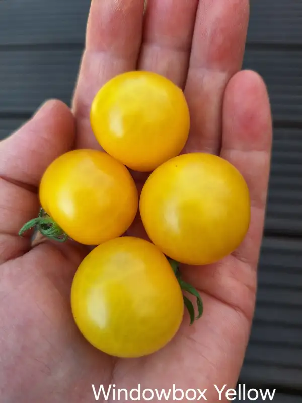 Tomaten: Windowbox Yellow