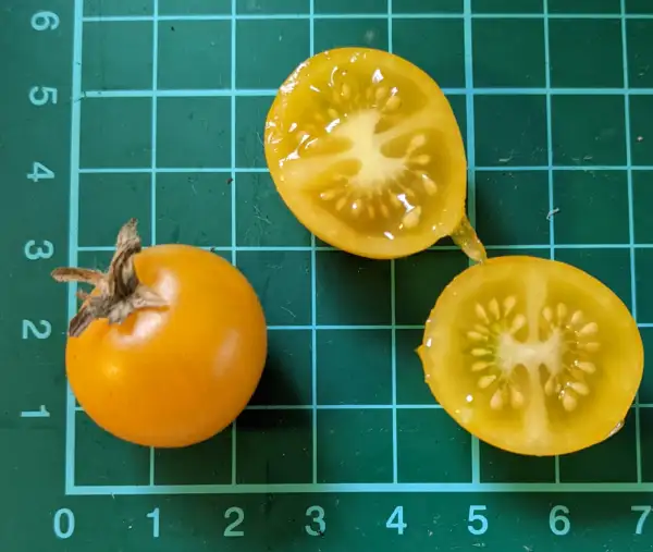 Tomaten: Windowbox Yellow