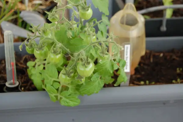 Tomaten: Windowbox Yellow