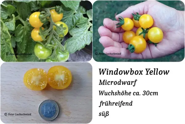 Tomaten: Windowbox Yellow Microdwarf