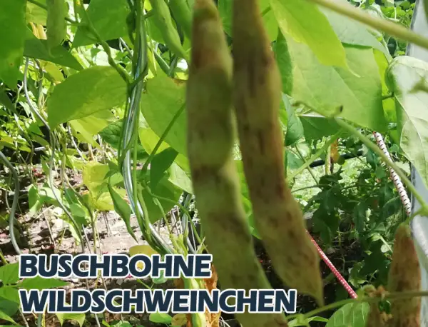 Bohnen: Windschweinchen