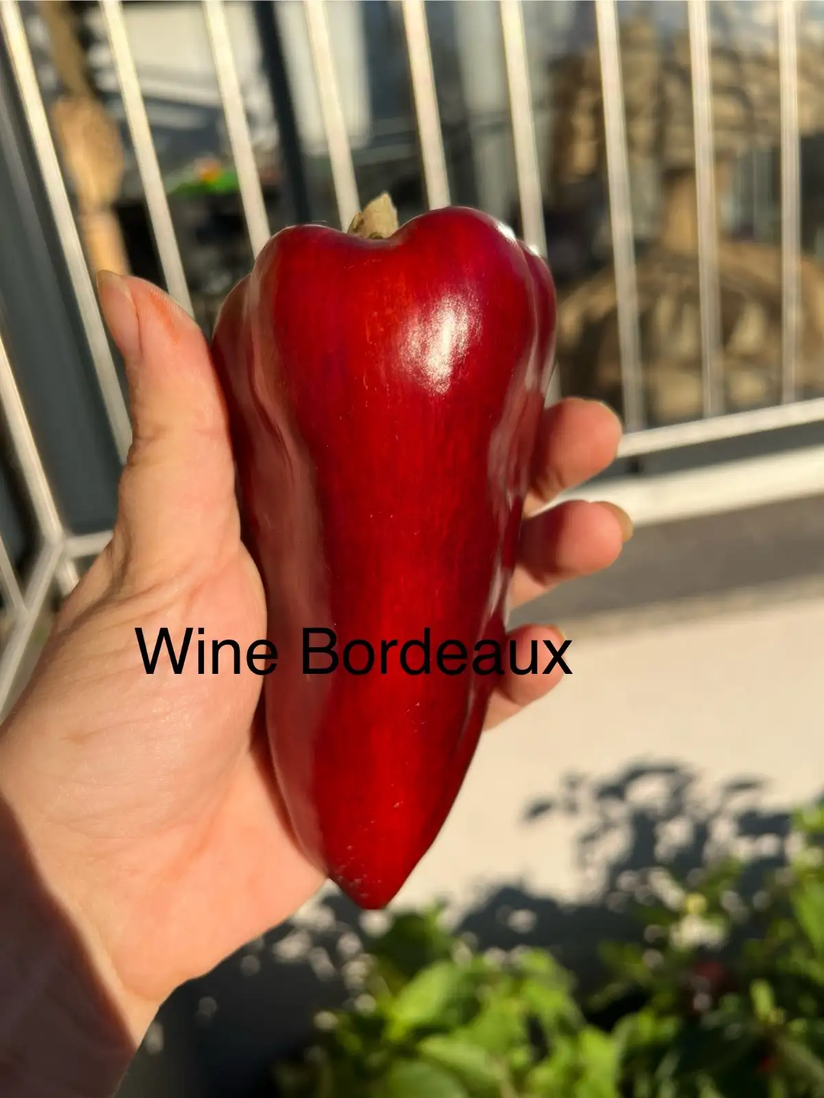 Chili / Paprika: Wine Bordeaux