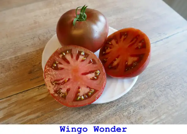 Tomaten: Wingo Wonder
