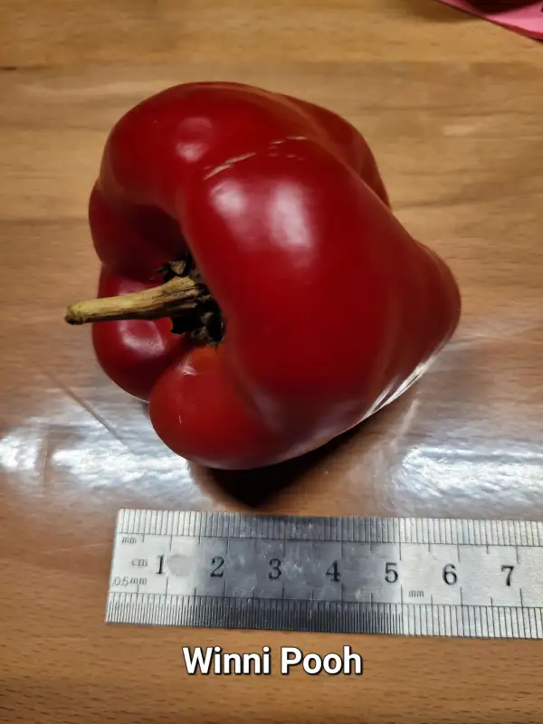 Chili / Paprika: Winni Pooh	Spitzpaprika	25cm	rot