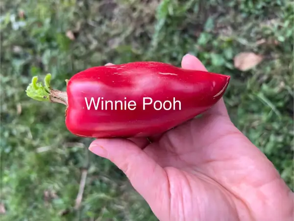 Chili / Paprika: Winnie Pooh