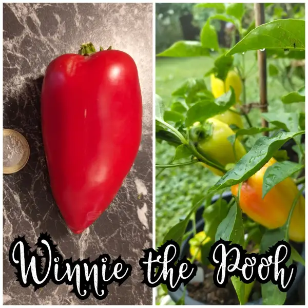 Chili / Paprika: Winnie the Pooh Paprika