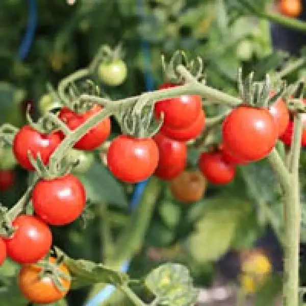 Tomaten: Winogradnij