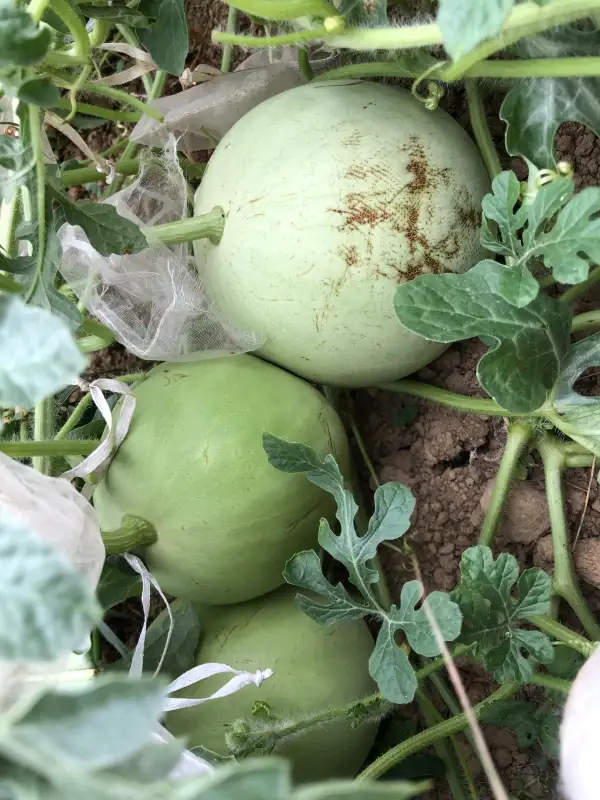 Obst: Winter King and Queen wassermelone