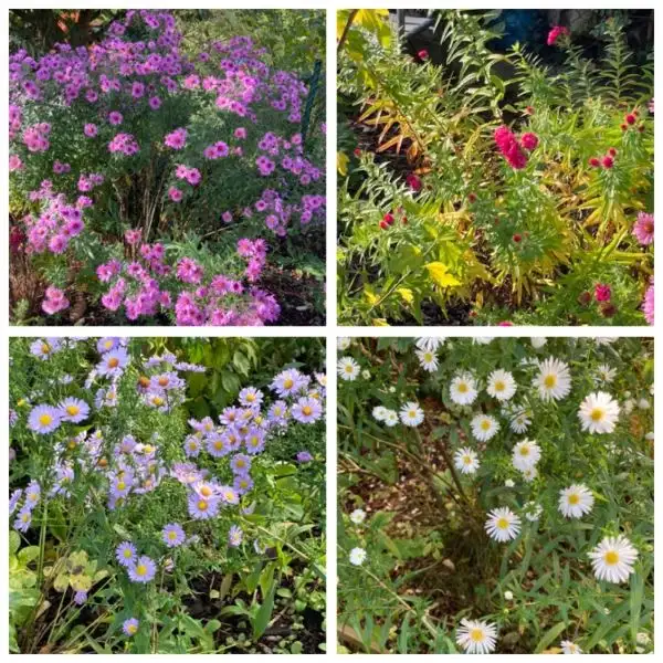 Blumen: Winterastern in verschiedenen Farben (siehe Bild)